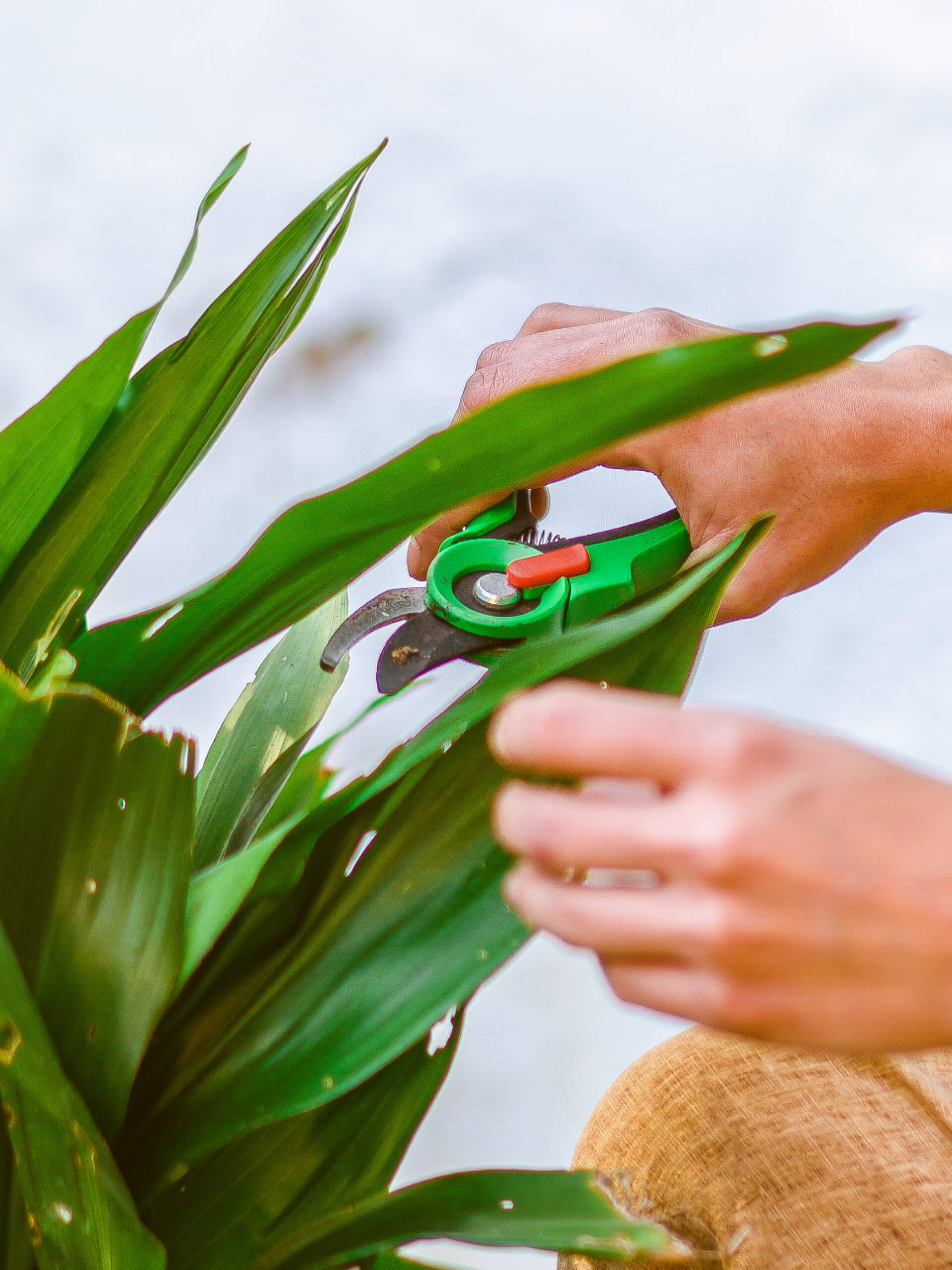 A person pruning a plant; a tile showing what it looks like to create an invoice